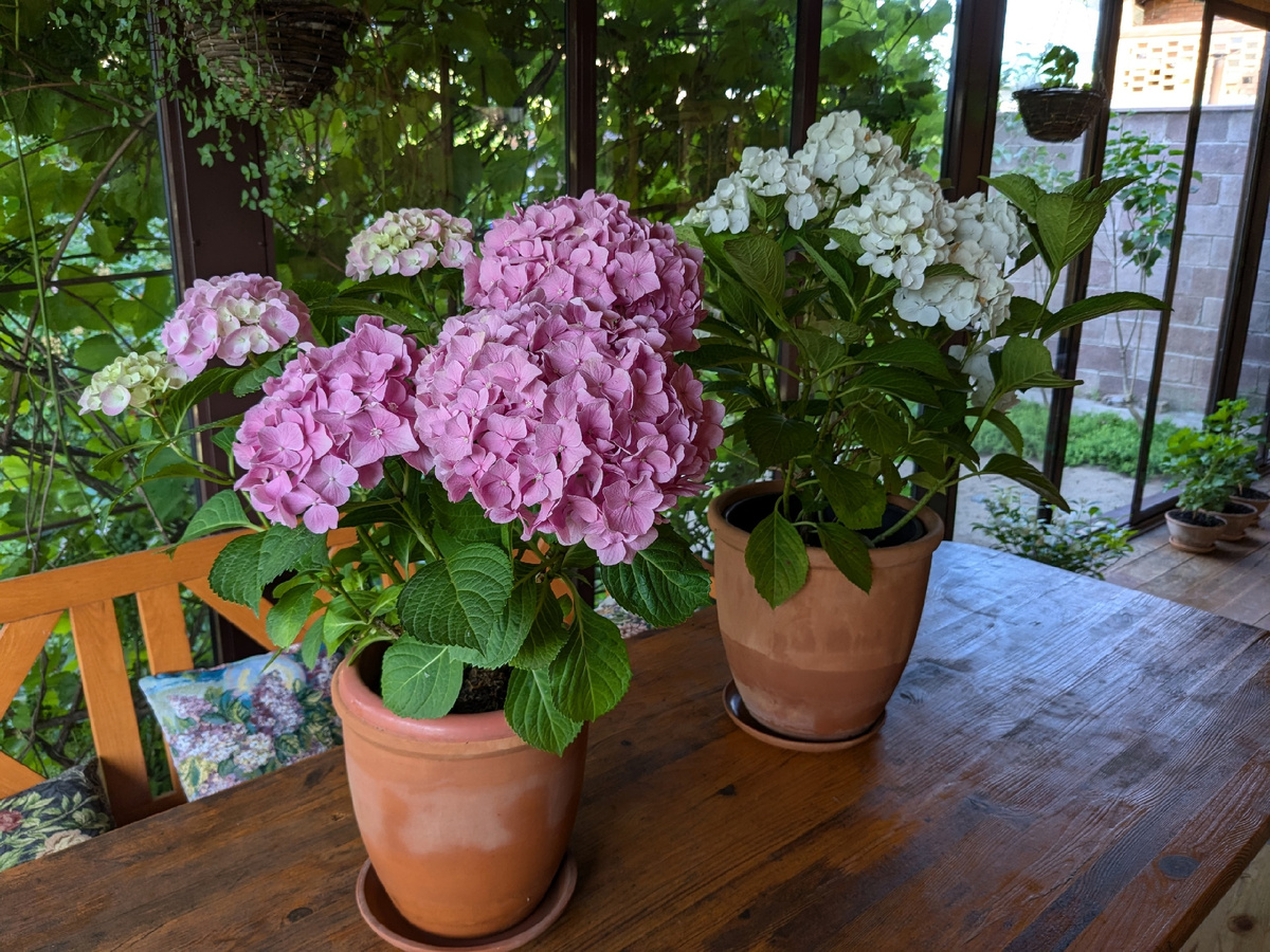 На первом плане гортензия крупнолистная Bouquet Rose