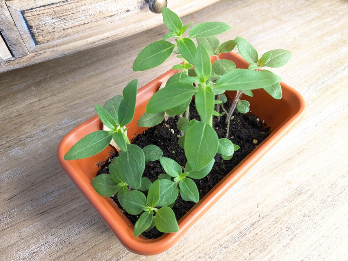 Здесь три сорта, даже пикировать не стала