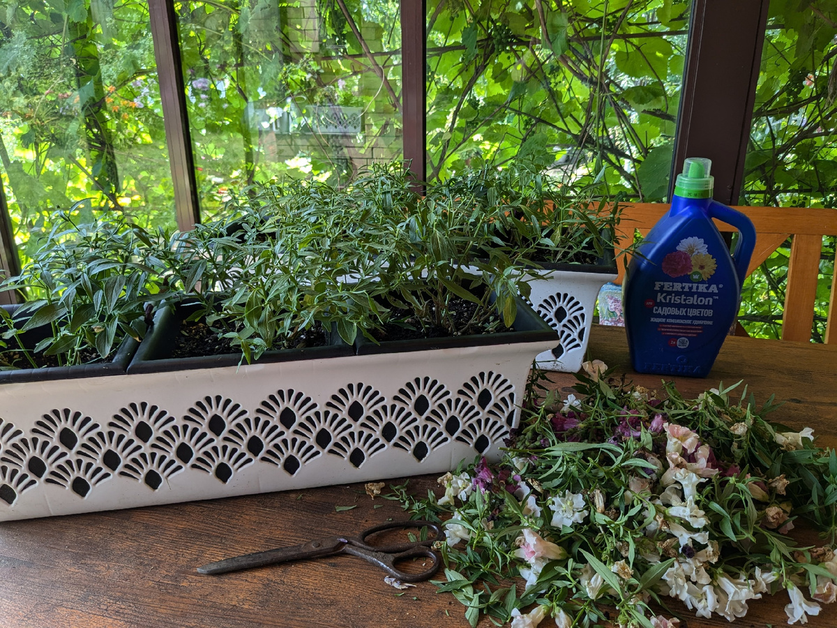 Срезаю все отцветшее, придаю кустам форму и подкармливаю