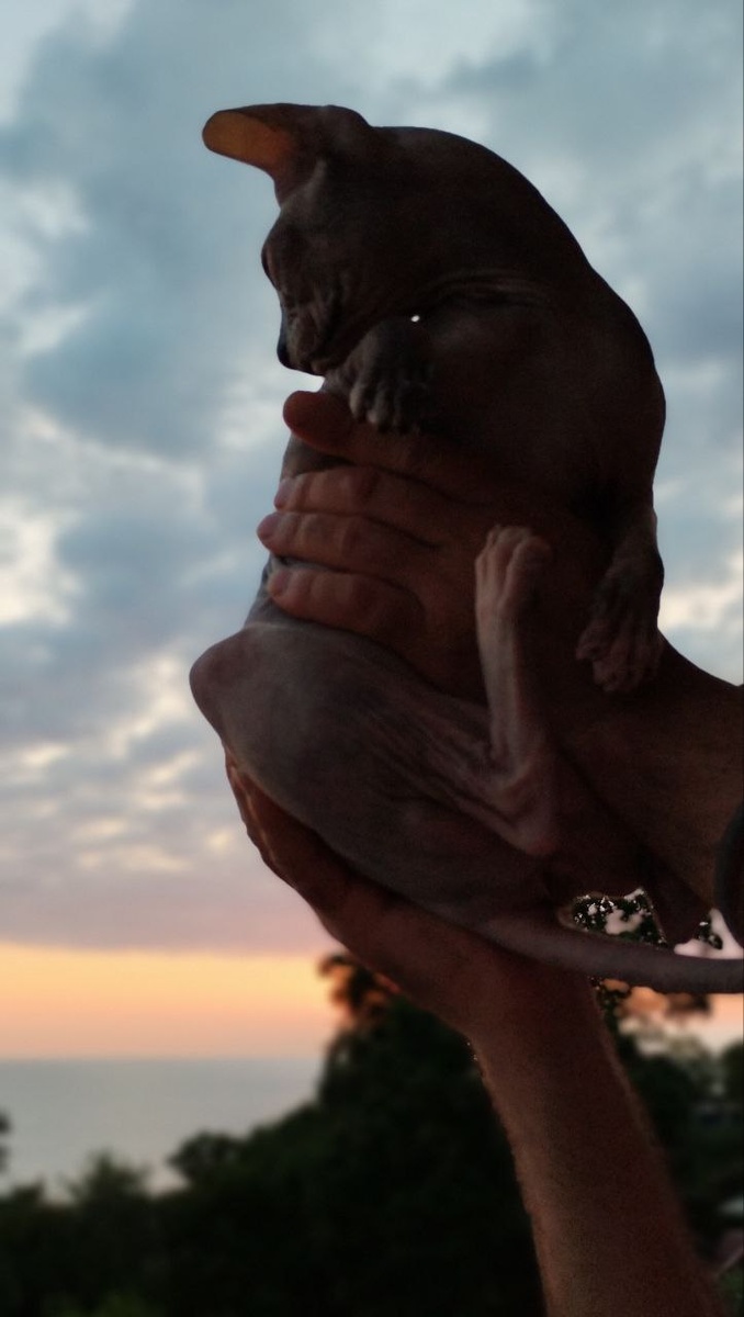 Фото автора — Бася на закате дня