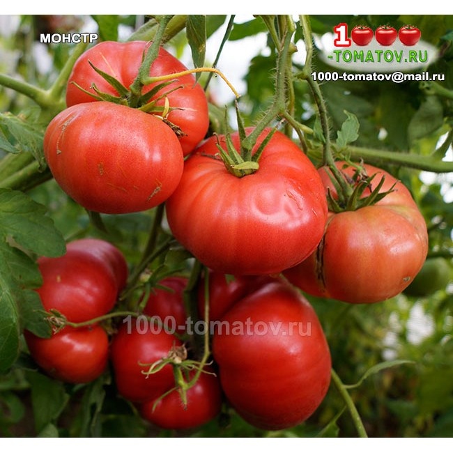 Томат Монстр ФОТО 1
