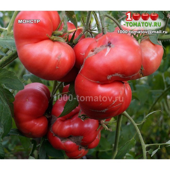 Томат Монстр фото 2