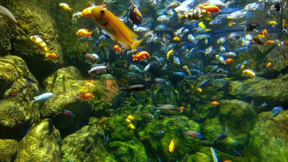 Невероятные яркие цвета, в которые окрашены рыбы в аквариумах под основной сценой Москвариума.