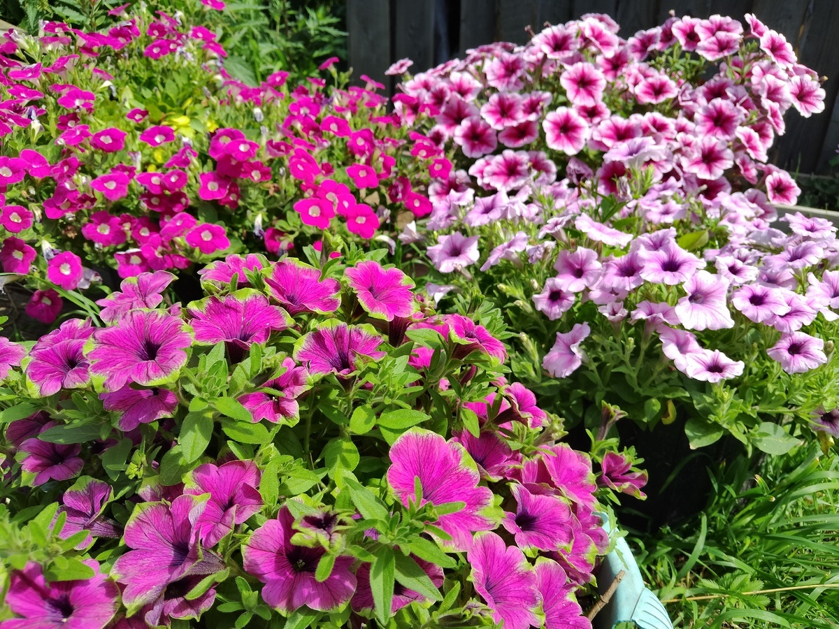 Петунии, которые вырастил Дмитрий Батлачев