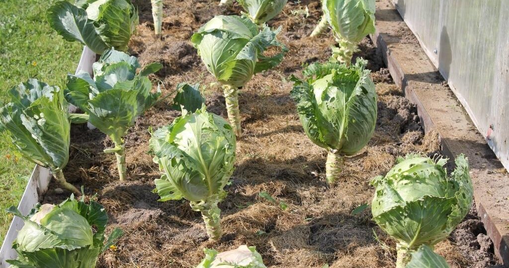 Листья капусты: когда и зачем их срывать — секреты богатого урожая