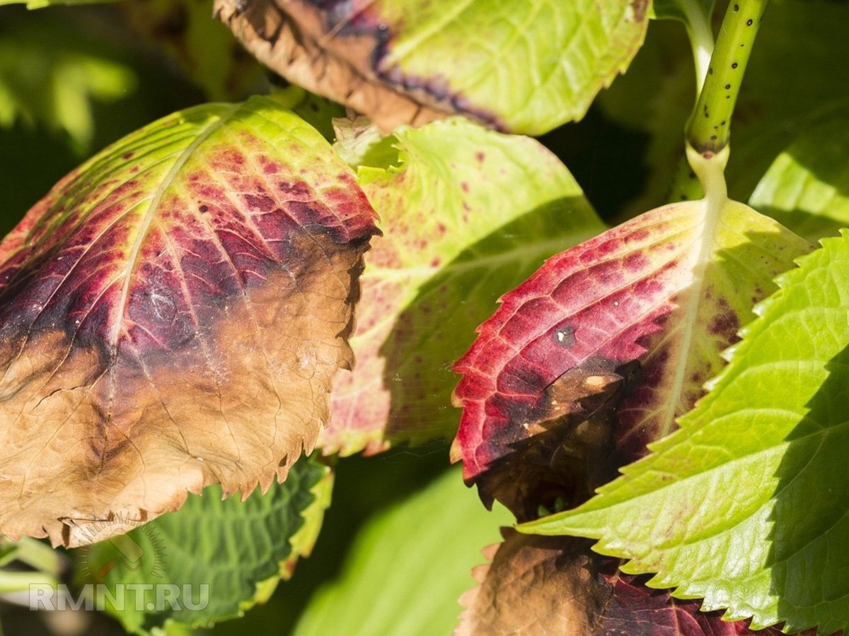   Фото housedigest.com