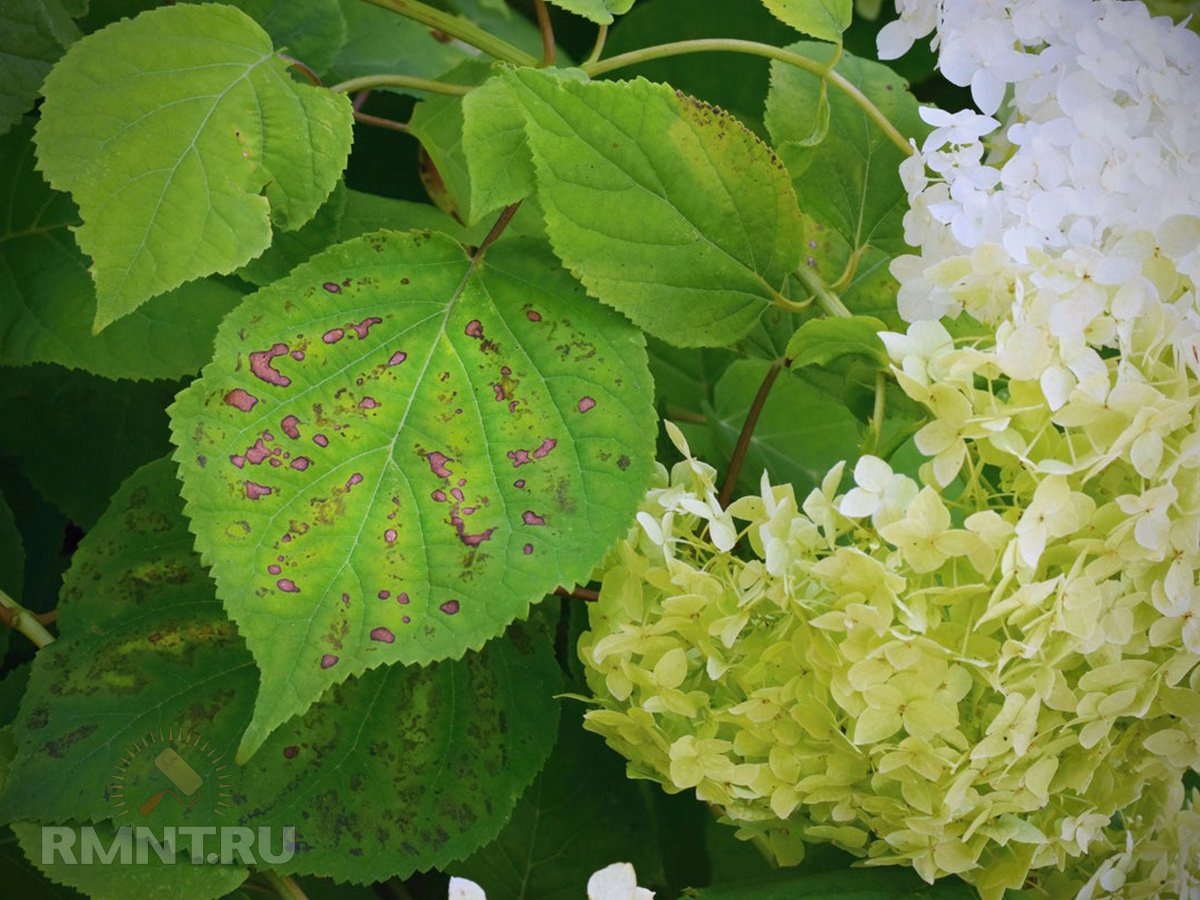   Фото gardeningknowhow.com