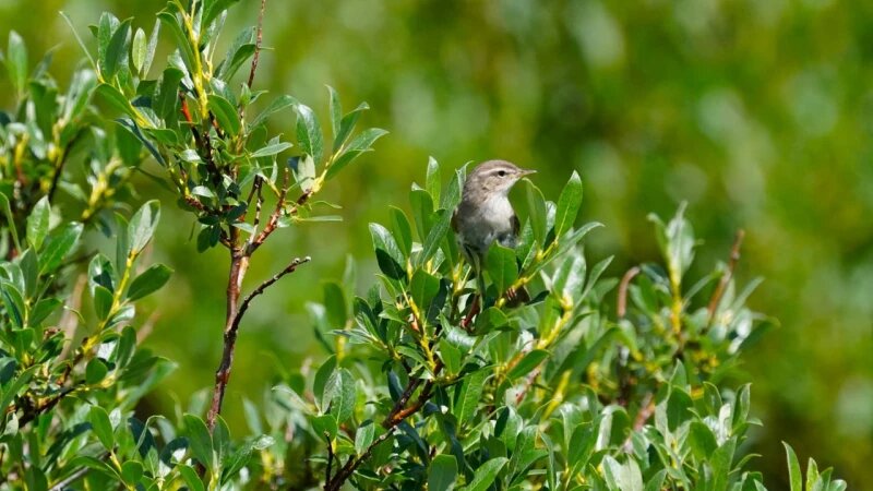     Природа Алтайского заповедника Роман и Татьяна Воробьевы