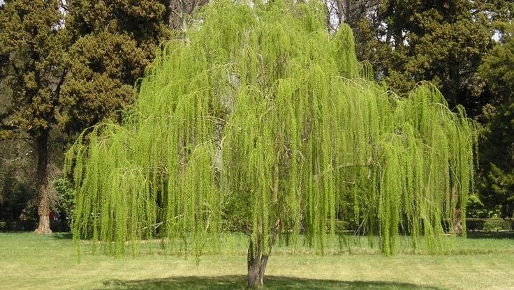Ива плакучая