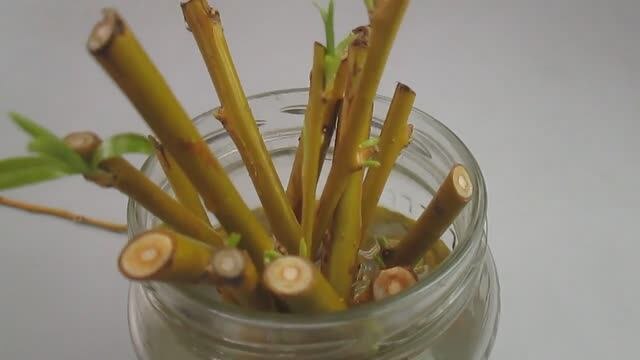 Размножение ивы 