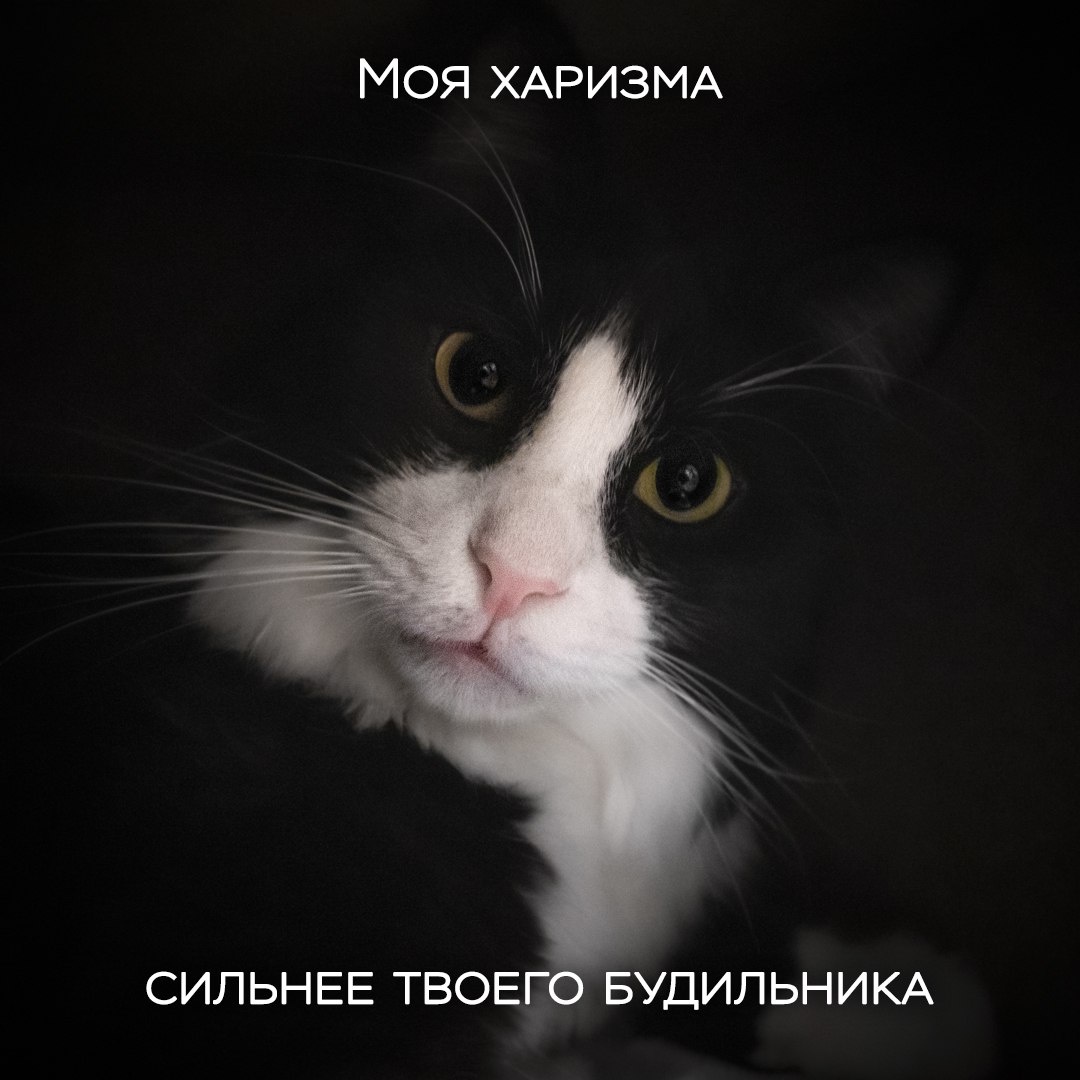 Моя харизма сильнее твоего будильника ©️ Том