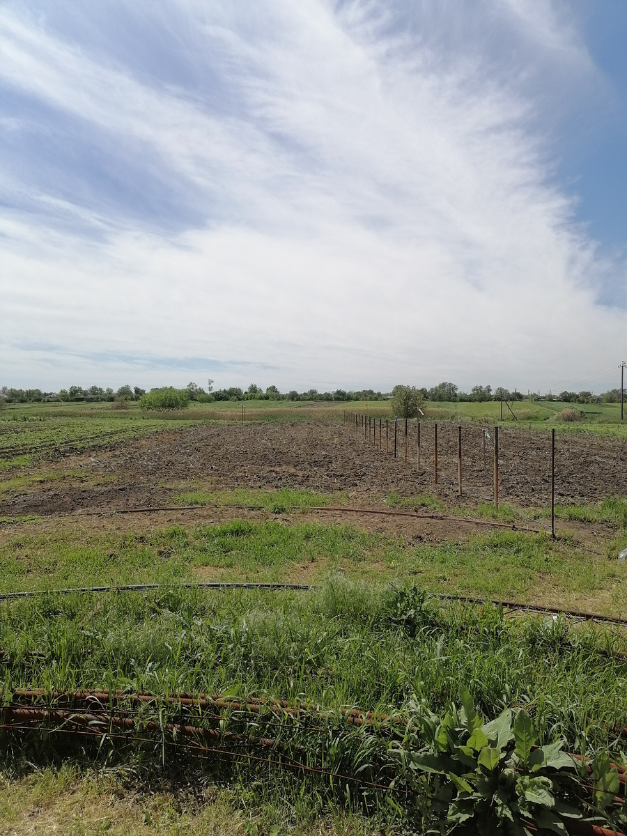 Вбиты столбики теплицы.