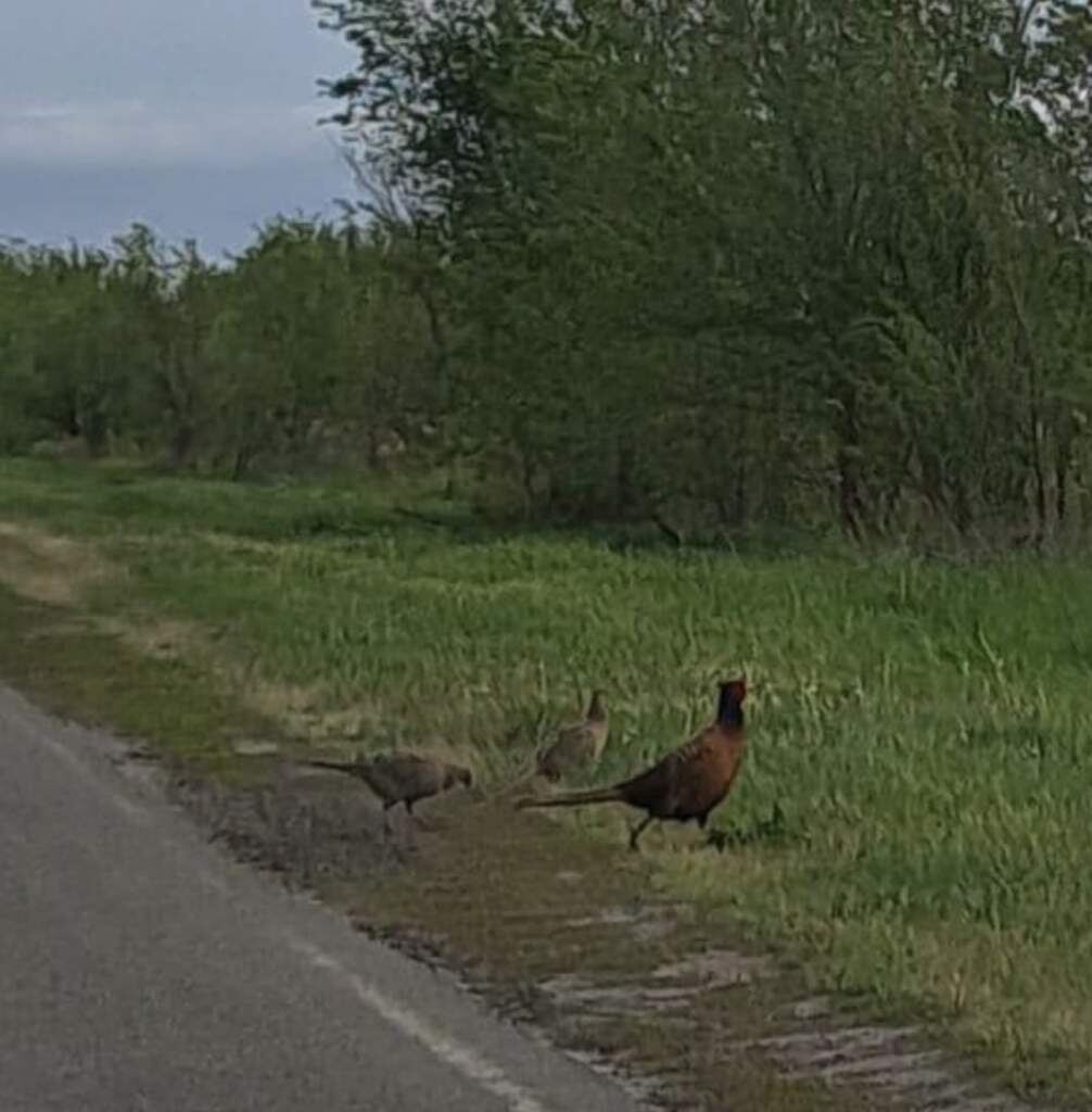    Фото: "Веселовские вести" Веселовские вести