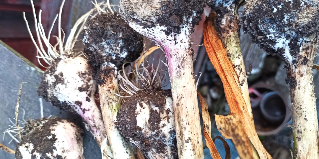 Когда выкапывать озимый чеснок, если всё время идут дожди? Спасаем урожай