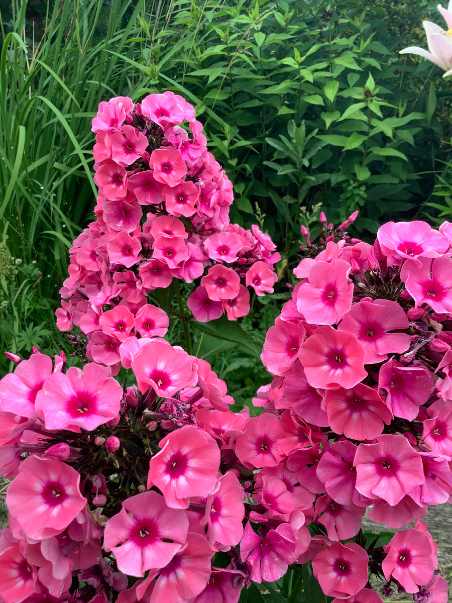 Флокс Ларисса