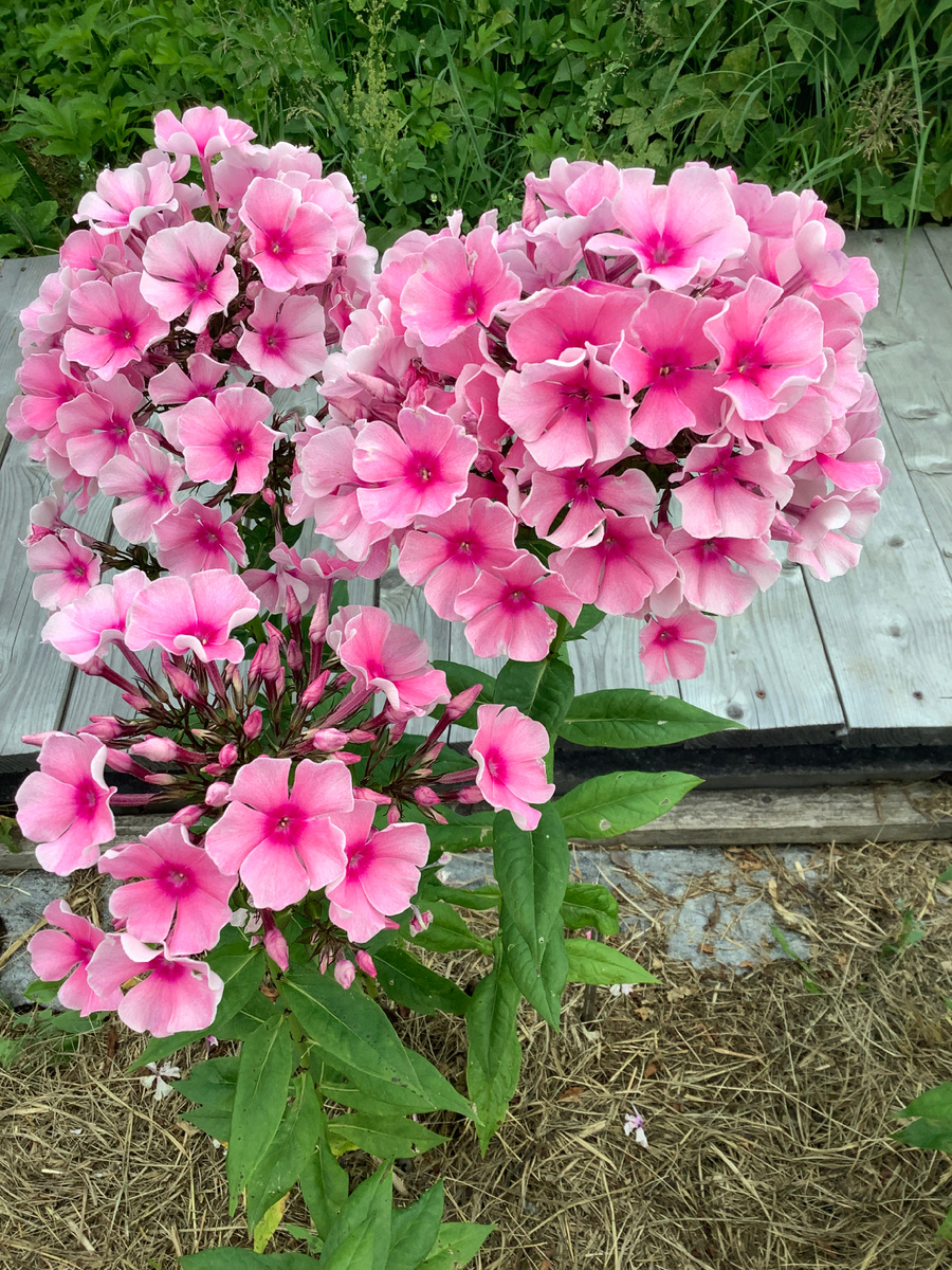 Флокс Розовое Шампанское