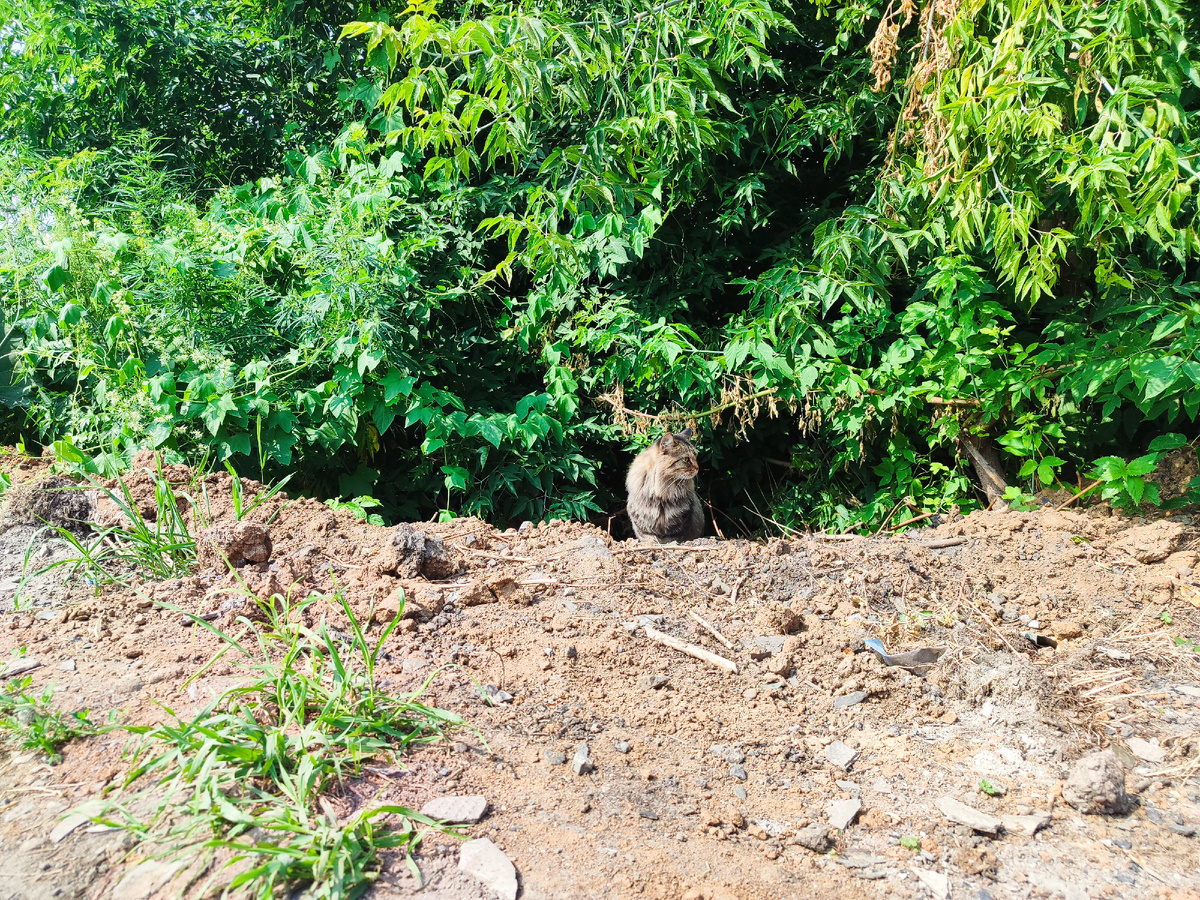 Мася выходит из своей любимой канавы