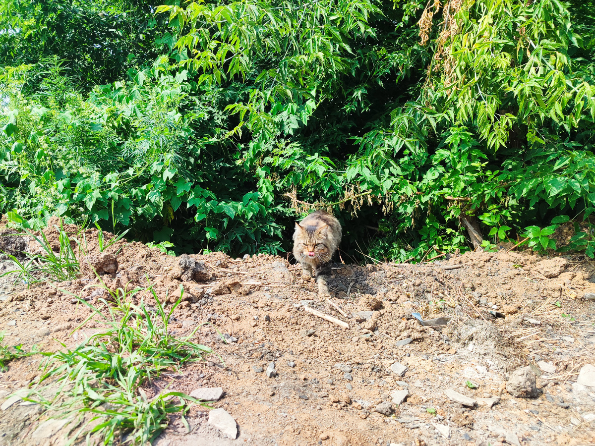 Язык мне показывает