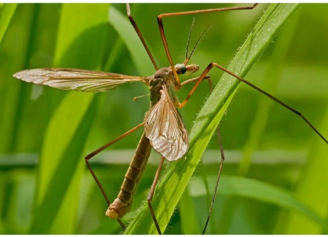 Карамора- комар-долгоножка