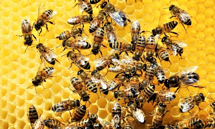    Чиновники хотят взять пчел под контроль