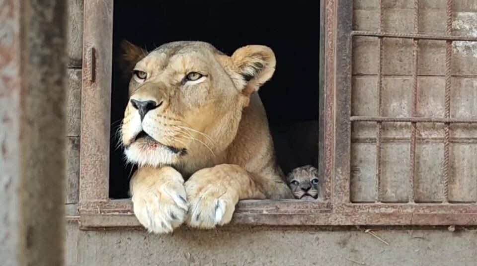    Львы и тигры в Барнаульском зоопарке. Источник: Барнаульский зоопарк