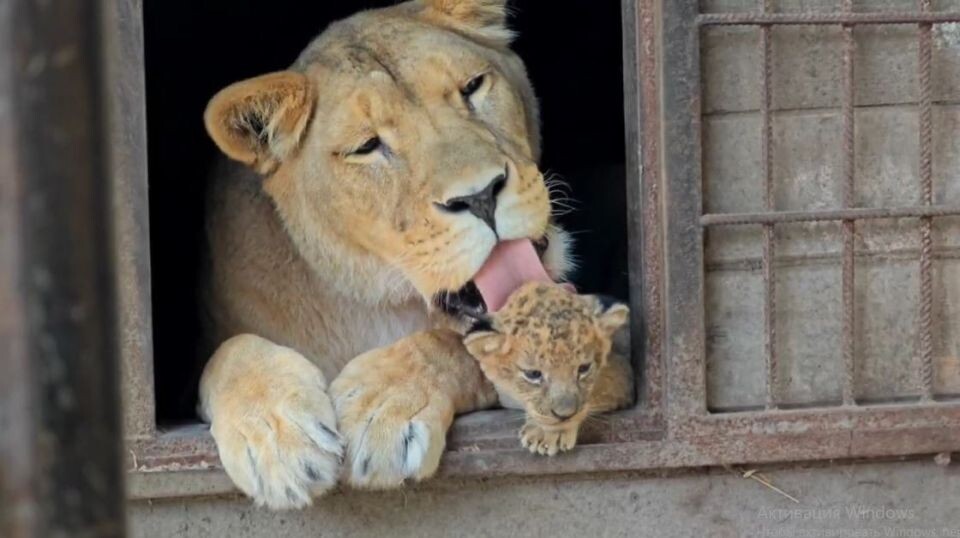    Львы и тигры в Барнаульском зоопарке. Источник: Барнаульский зоопарк