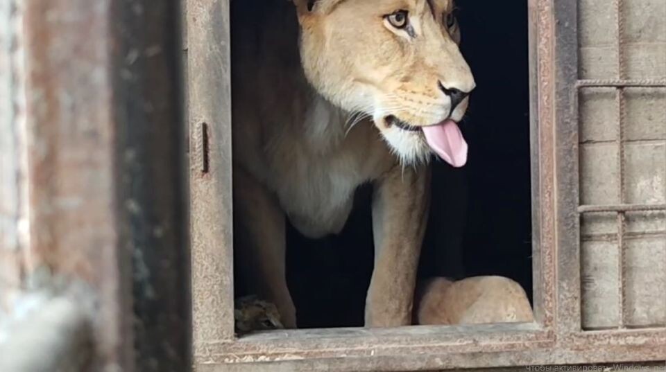    Львы и тигры в Барнаульском зоопарке. Источник: Барнаульский зоопарк