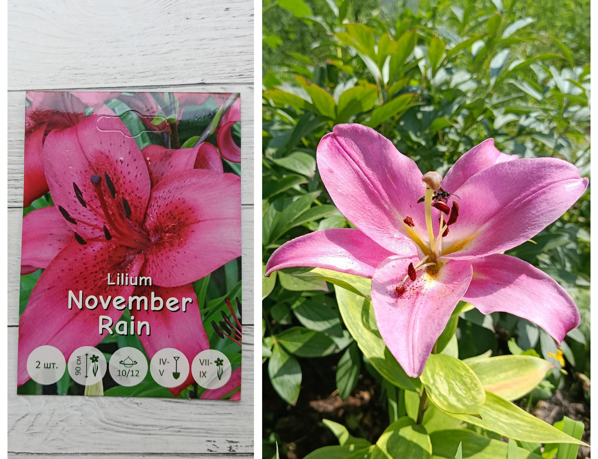 Коллаж автора