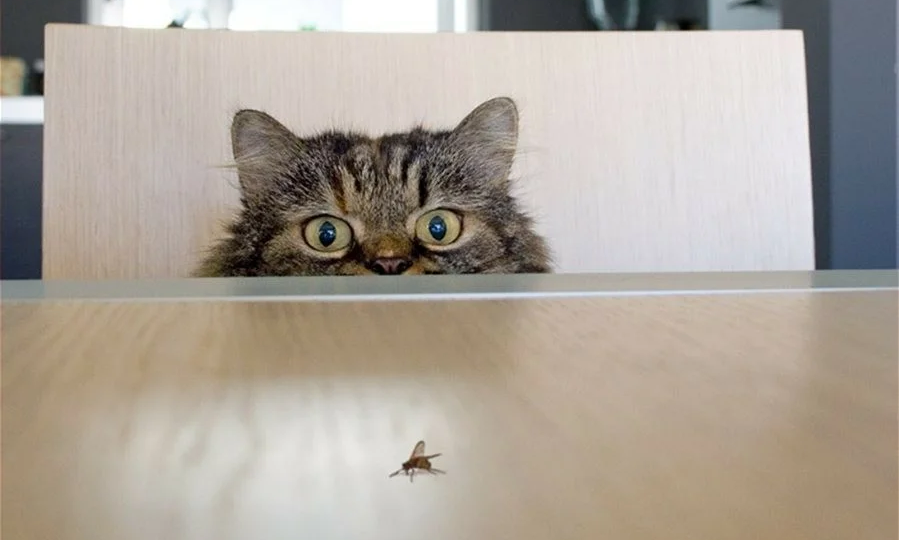 🙀Можно ли разрешать кошке поедать мух, тараканов и других насекомых?
