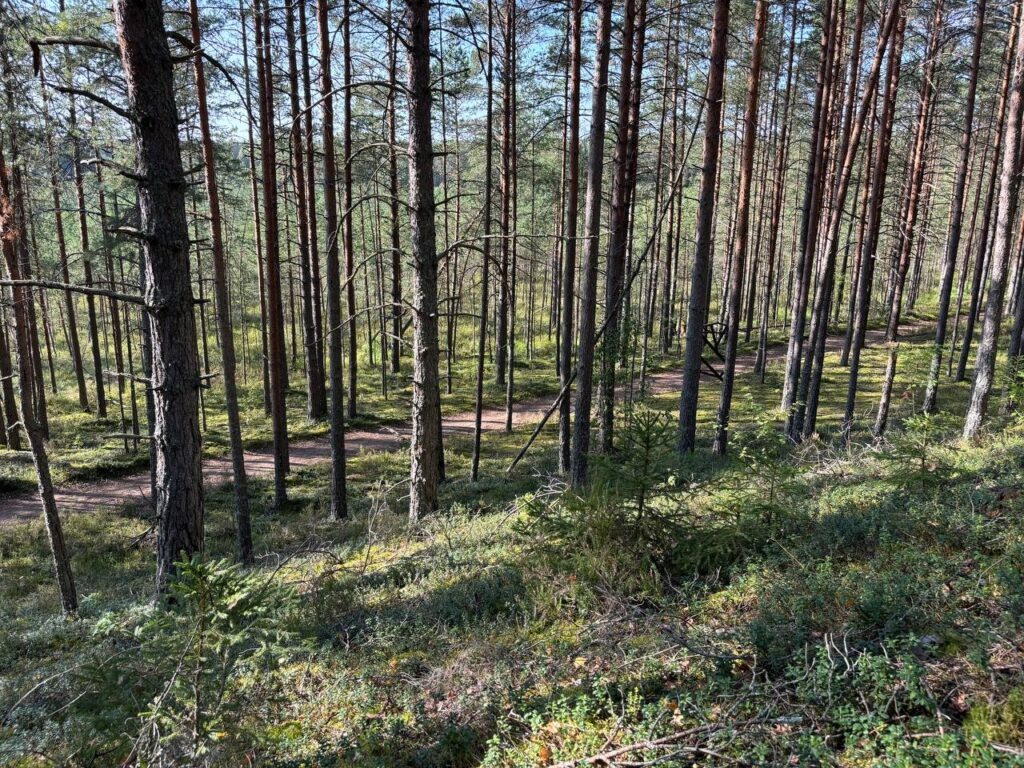    Фото: sn-gazeta.ru Елена Воронцова