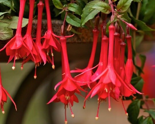 Фуксия "Талия". Фото из открытого источника в Интернете Яндекс картинки