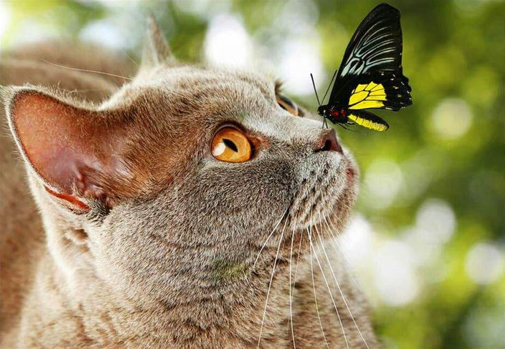 😿Какие паразиты могут угрожать кошке из-за поедания насекомых?