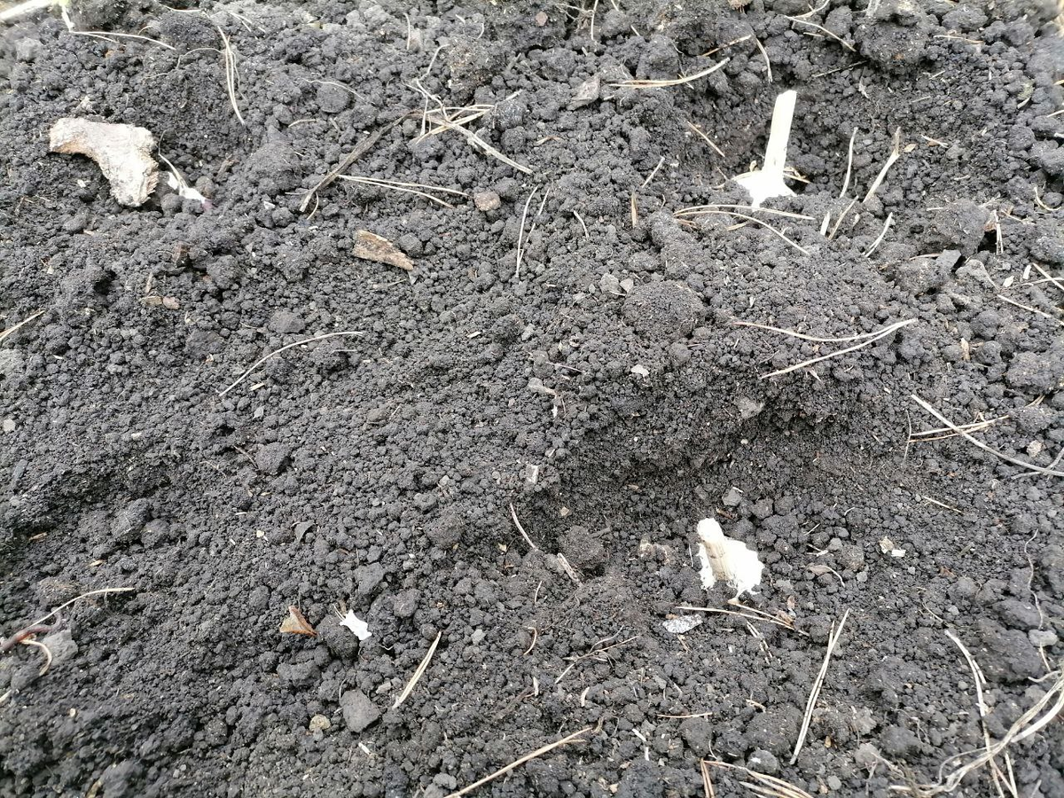 Посадка озимого чеснока целой луковицей, фото автора