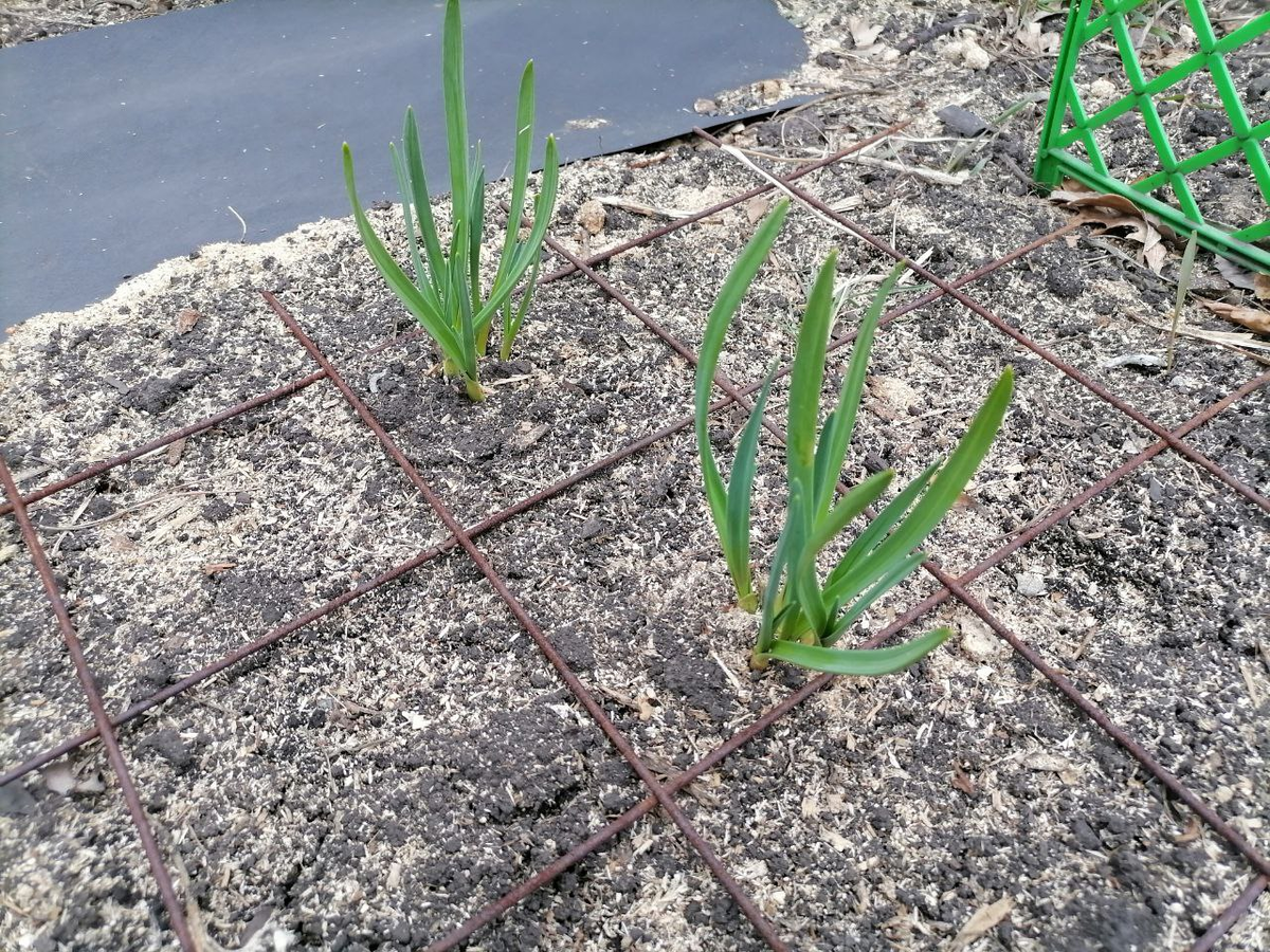 Всходит озимый чеснок, посажен целыми головками, сетка от кошек, чтоб не рыли, фото автора