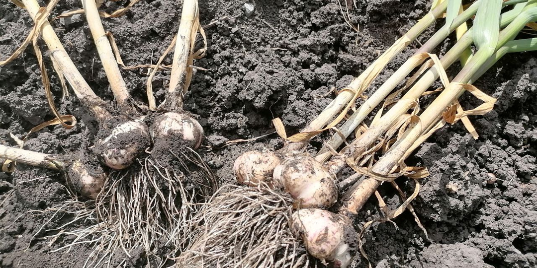Убираю озимый чеснок, посаженный целыми луковицами, и другие эксперименты