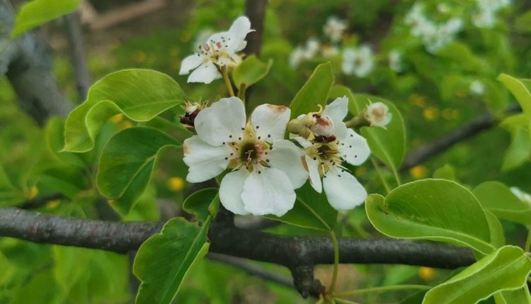    Враг бактериального ожога плодовых живет в почве и атакует по принципу волчьей стаи