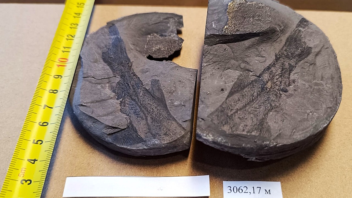    В Сургутском районе обнаружили керн Юрского периода