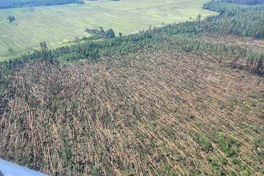    Фото: Минлесхоз / Telegram