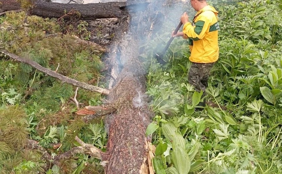     Если вовремя не принять меры, пожар легко рапространится от одного дерева по лесной подстилке и наберет катастрофические масштабы