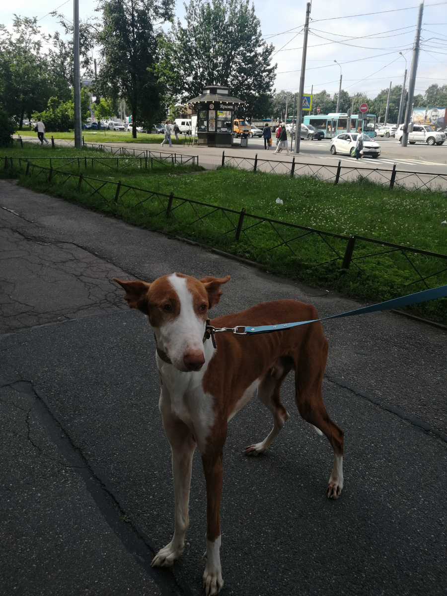 порода Борзая