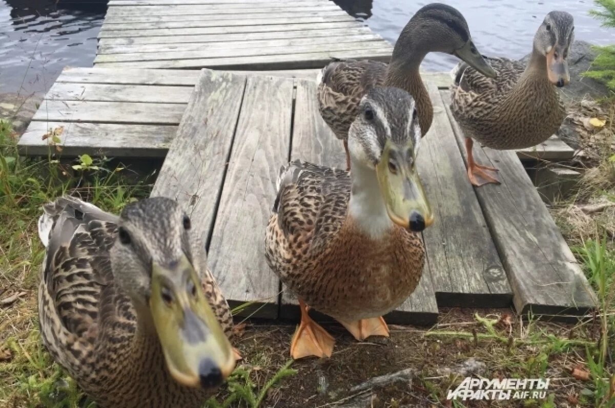    Омичи бьют тревогу из-за утки со стрелой в боку