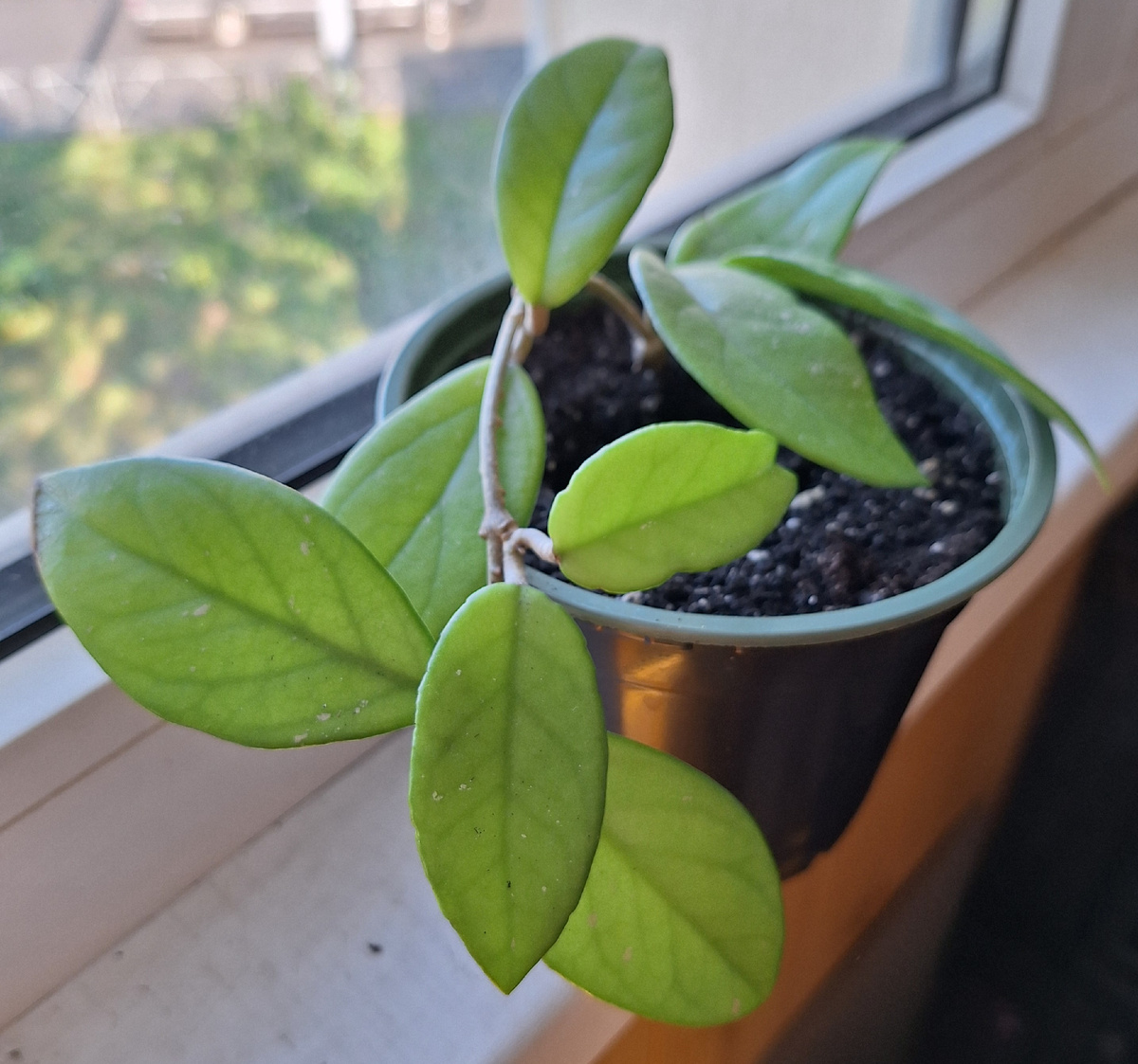 Молодое растение.