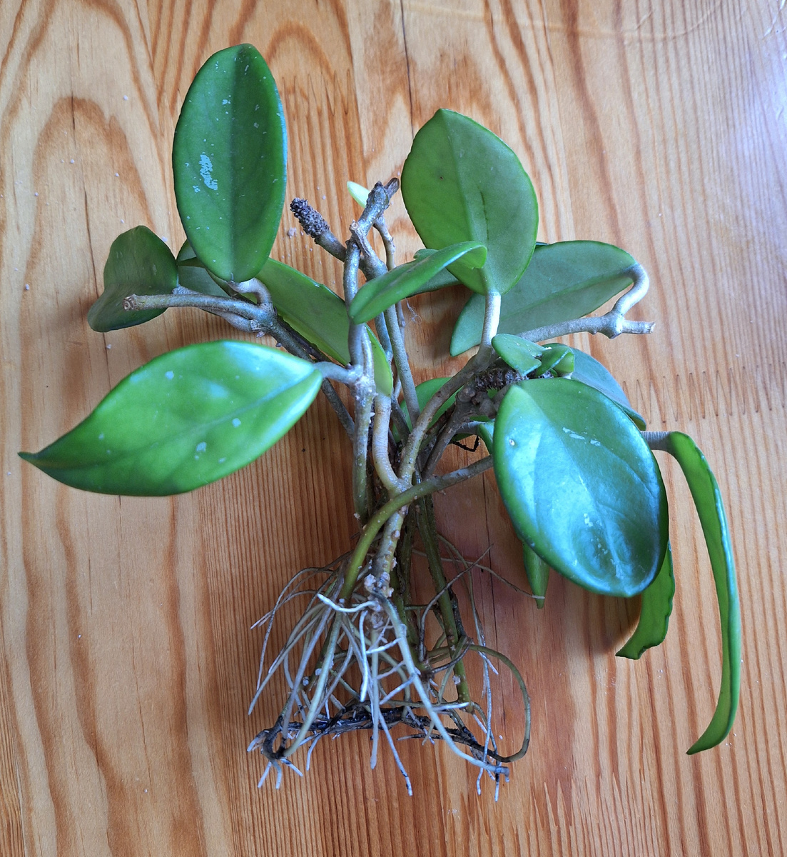 Черенки с корнями.