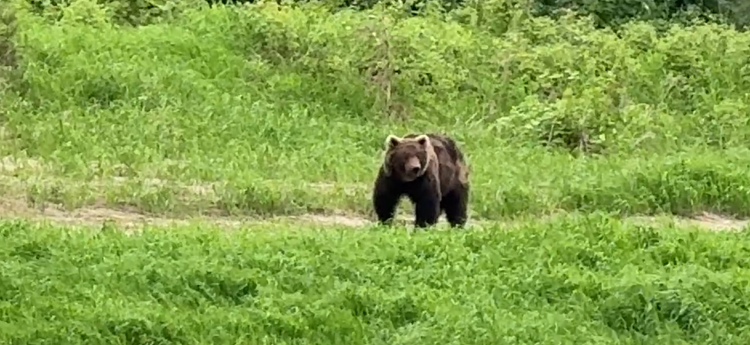 Один в тундре лицом к лицу с волком. Я погладил дикого зверя…