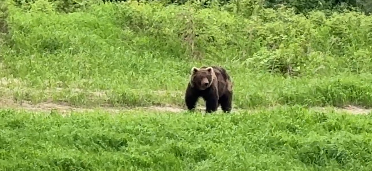 Медведь. Фото Рудольф и Ольга Кавчик