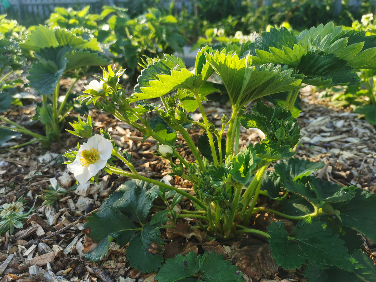 Земклуника Кухчиха Цветение