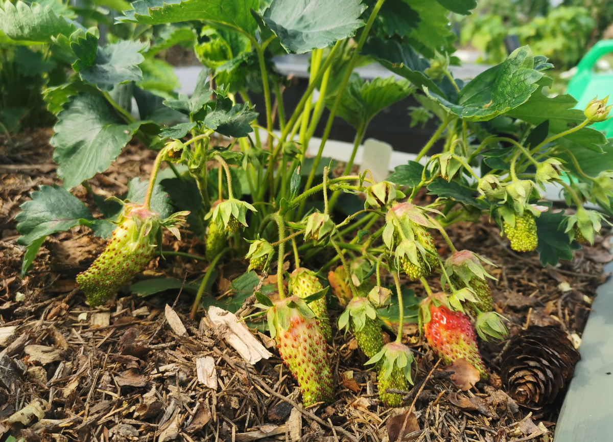 Земклуника Купчиха 