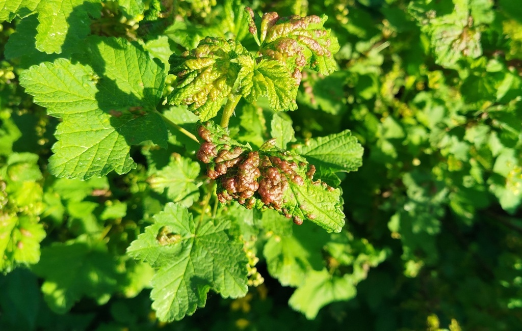  Смородина, поврежденная галловой тлей
