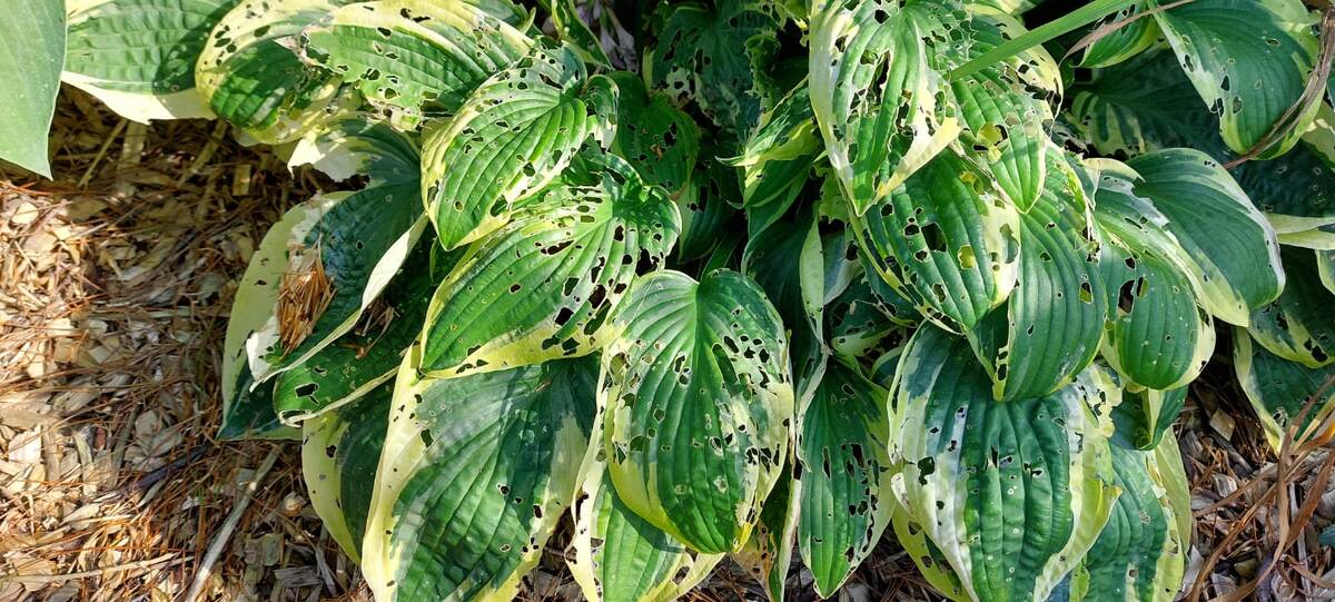 Такая беда случилась с моими хостами!