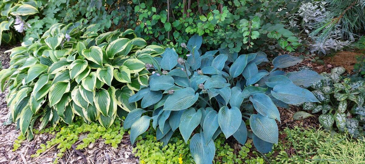 Люблю сочетание разных оттенков листвы.